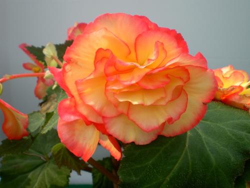秋海棠花语大全:球根秋海棠花语