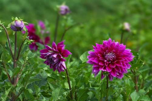 大丽花花语，各色大丽花花语大全
