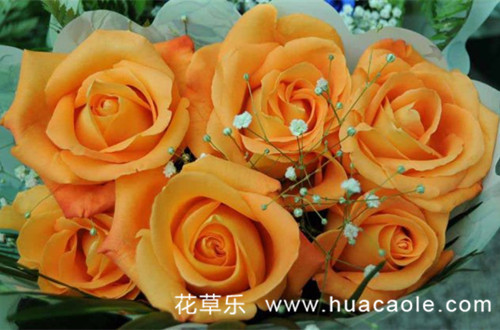 玫瑰花语大全：橙玫瑰花语