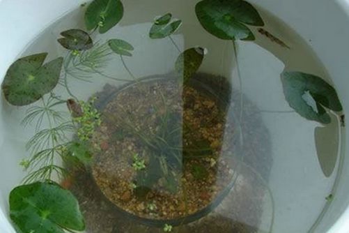 碗莲为什么不开花？原来你是这样的“水货”