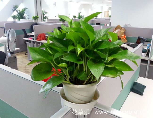 植物花语：绿萝花语及绿萝的花语由来