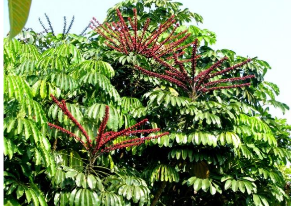 植物花语：鹅掌柴（鸭脚木）的花语是什么？