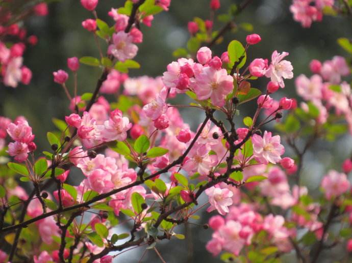 百开不厌，花中神仙唯有海棠