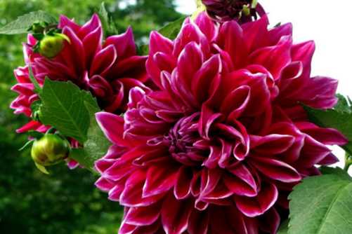 大丽花花语，各色大丽花花语大全