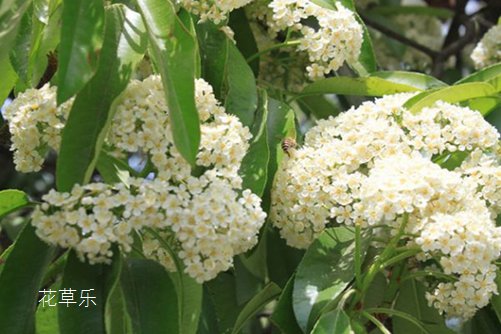 孤独寂寞、勇敢的象征；石楠花的花语