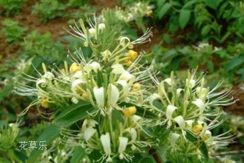 全心全意把爱奉献给你：金银花花语与传说