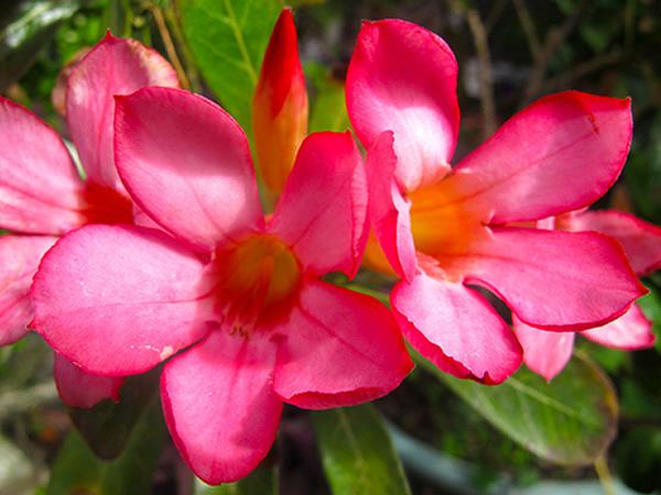 花语大全:沙漠玫瑰花语