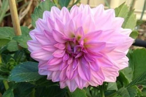 大丽花花语，各色大丽花花语大全