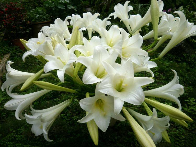 百合花花语是什么?送百合花代表什么