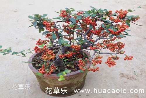 火棘下山桩的盆景制作与火棘盆景的养护
