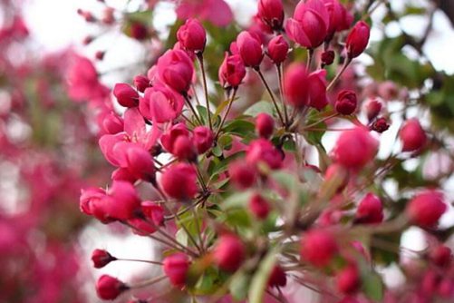 山楂花花语及传说 从容岁月带微笑，淡泊人生酸果花