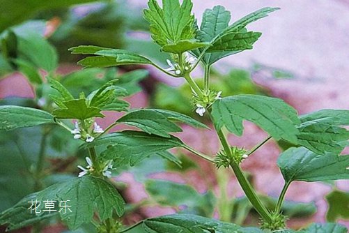 夏至花语大全：夏至草的花语及功效
