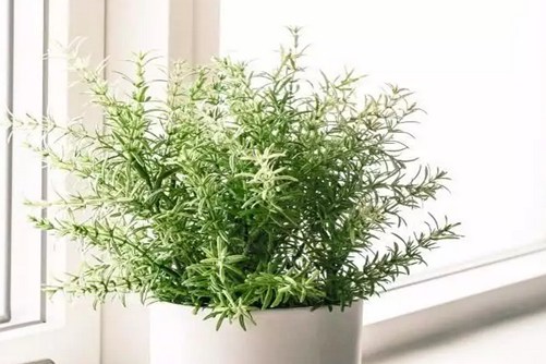 迷迭香的花语和传说，迷迭香留住爱的味道