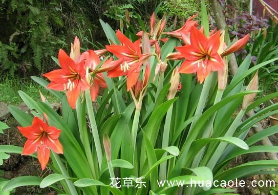 花语大全:孤挺花的花语及孤挺花简介