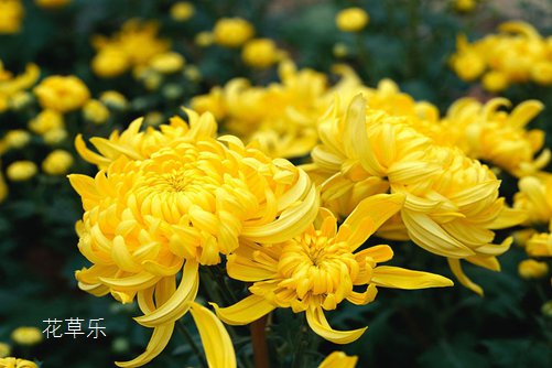 与世无争堪称花中隐士：菊花花语和传说