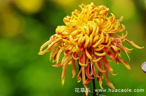 十二月花神之九月菊花花语和传说