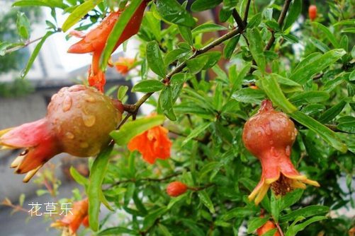 夏至节气的那些花儿和花语