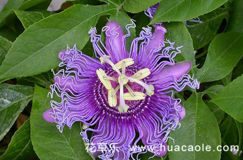 西番莲的花语及传说