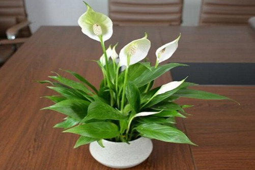 白鹤芋的花语是什么？