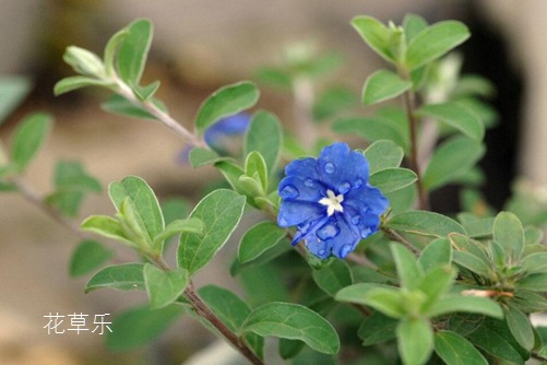 蓝星花有什么独特之处?先看看蓝星花的花语介绍吧！