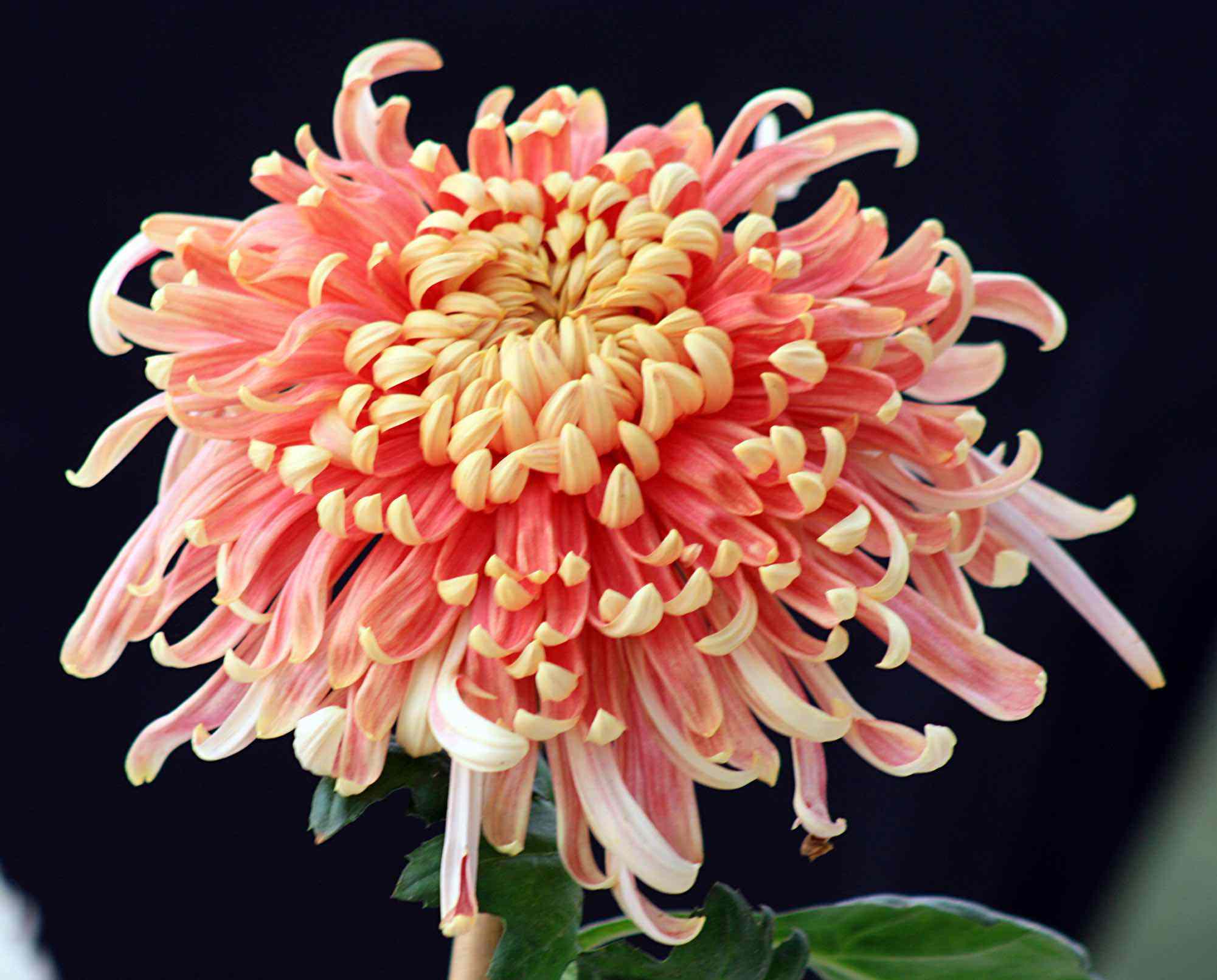 与世无争堪称花中隐士：菊花花语和传说