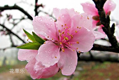 爱情的俘虏：桃花花语