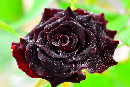玫瑰花语大全：黑玫瑰花语
