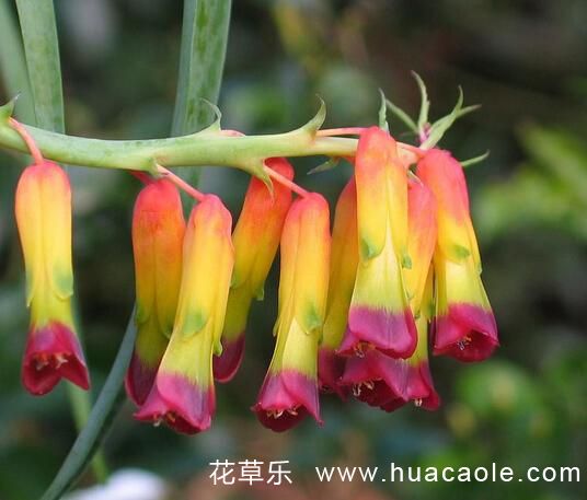 花语大全:立金花花语
