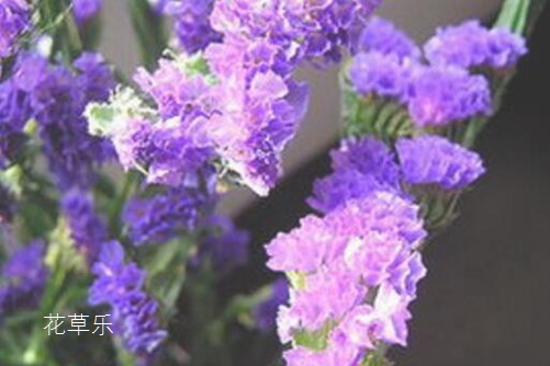 十二星座之白羊座的花语： 星辰花和雏菊