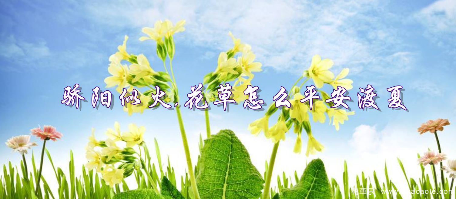 夏日保你盆景不死，5个养护要点和禁忌小妙招
