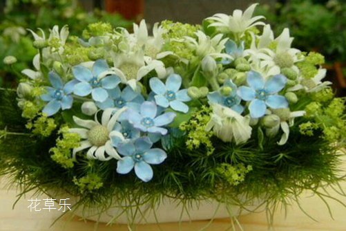 蓝星花有什么独特之处?先看看蓝星花的花语介绍吧！