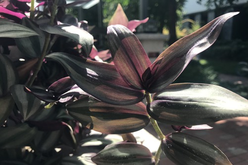 勇敢之心，紫鸭跖草（紫竹梅）花语