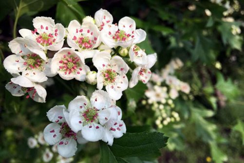 山楂花花语及传说 从容岁月带微笑，淡泊人生酸果花