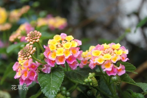 象征家庭和睦的花，五色梅花语