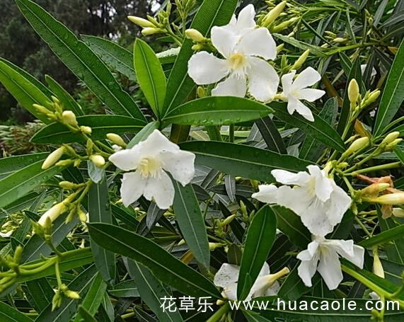 花语大全：夹竹桃花语