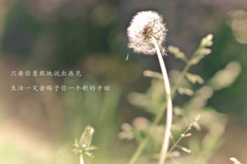 蒲公英花语，蒲公英漫天飞舞的小精灵