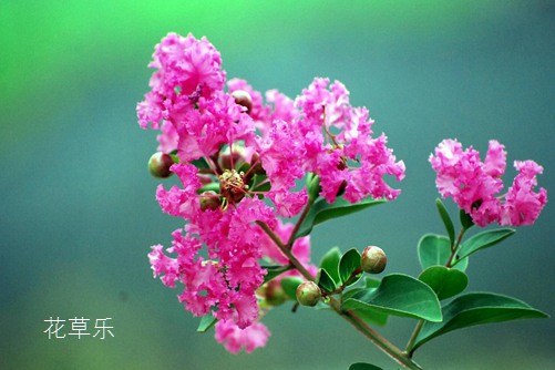 夏至节气的那些花儿和花语