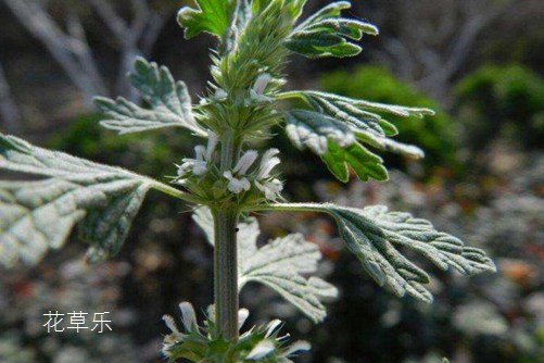 夏至花语大全：夏至草的花语及功效