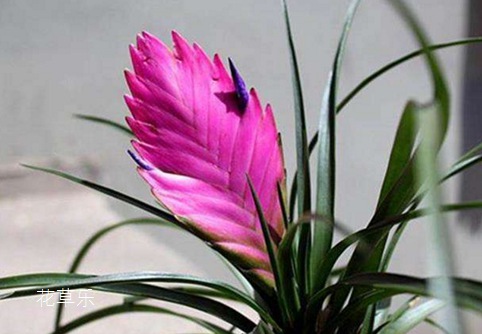 花中“铁娘子”铁兰的花语