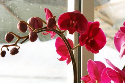 蝴蝶兰花语大全,蝴蝶兰图片欣赏