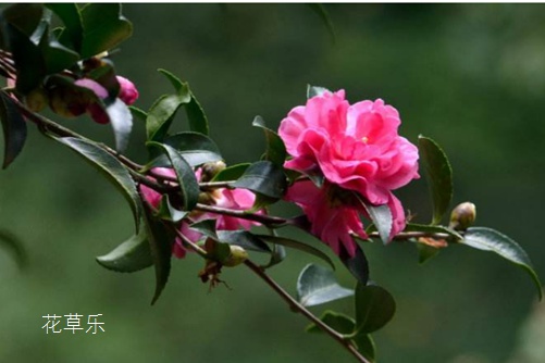清雅、谦让、理想的爱：茶梅花语
