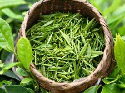 减肥喝什么茶效果好