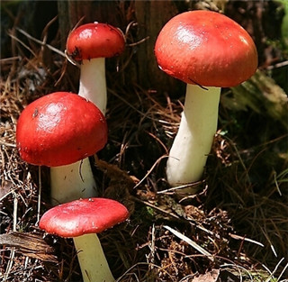 红菇