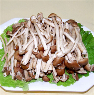 茶树菇