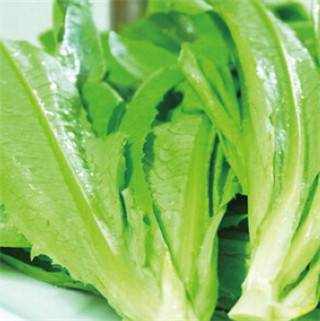 油麦菜