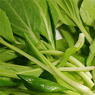 鸡毛菜