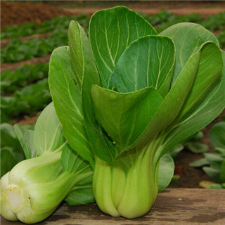 油菜