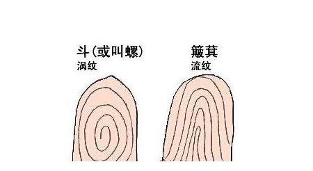 手相斗和簸箕有什么说法 斗和簸箕的说法命运图解