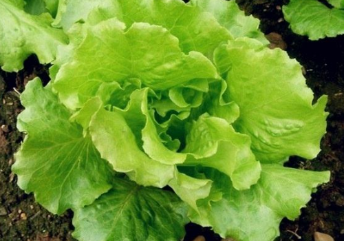 奶油生菜是什么 怎么吃