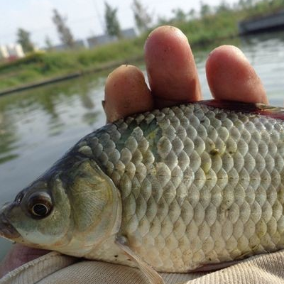 鲫鱼怎么做好吃 鱼鳞能吃吗